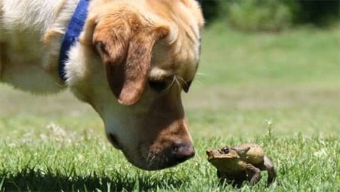 Understanding Why Your Dog Ate A Frog