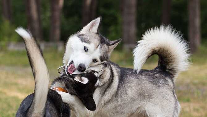 Understanding Your Husky's Natural Aggression