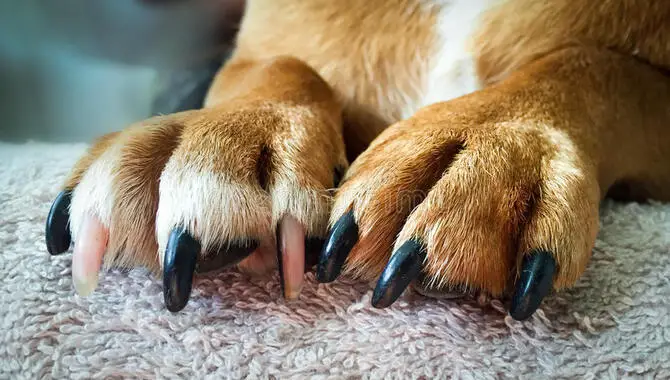 Unraveling The Mystery Of Cane Corso Nails