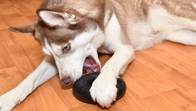 Using Treats & Toys To Curb Biting