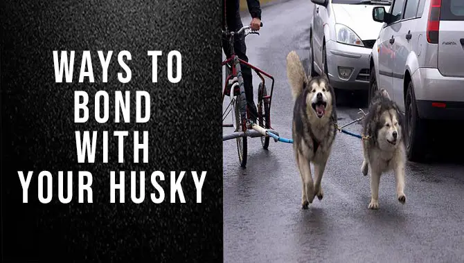  Ways To Bond With Your Husky