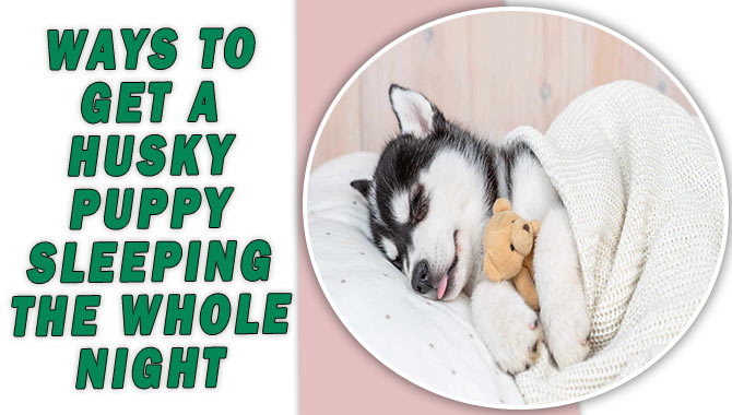 Ways To Get A Husky Puppy Sleeping The Whole Night