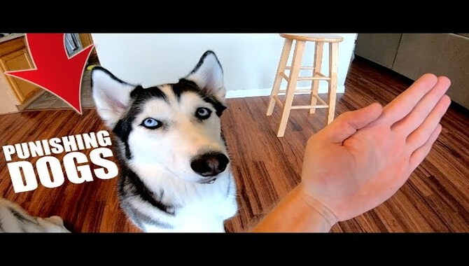 Ways To Punish Your Husky