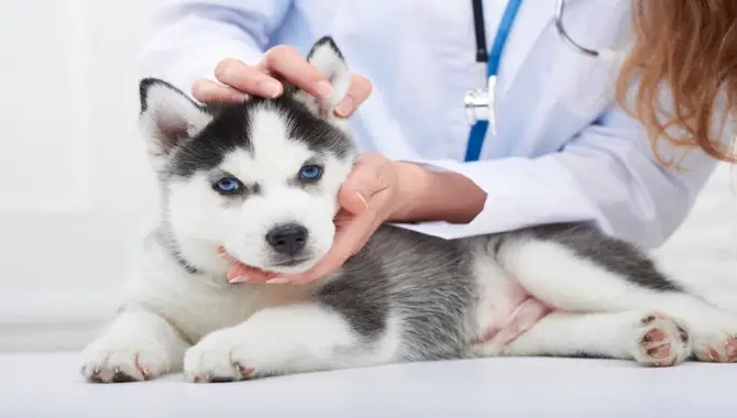 Ways You Can Prevent Your Husky From Giving You An Allergic Reaction