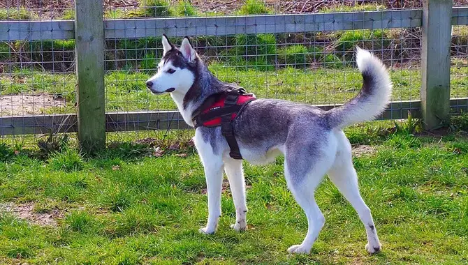 Weight And Health Of The Husky