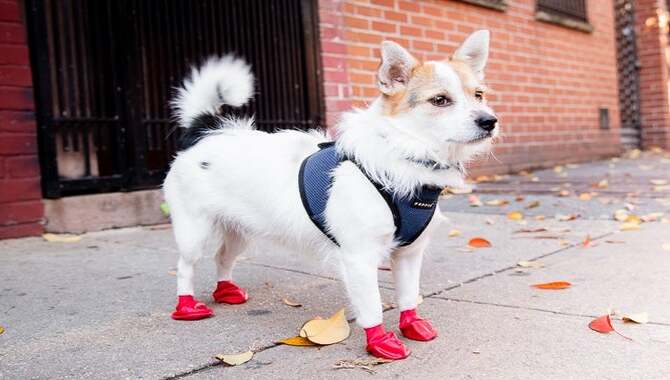 What Are Dog Boots 