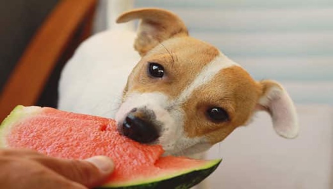 What Are Some Creative Ways To Serve Watermelon To Huskies?