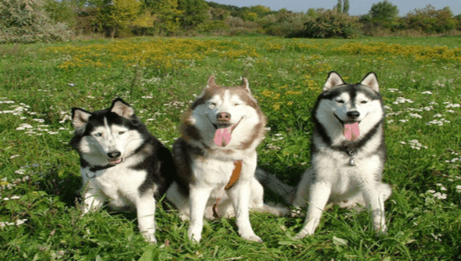 What Are The Benefits Of Owning A Husky