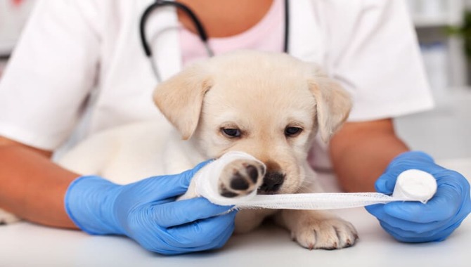What Are The Benefits Of Polysporin For Dogs