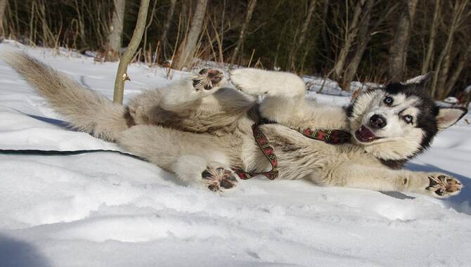 What Are The Benefits Of Winter Boots For Huskies?