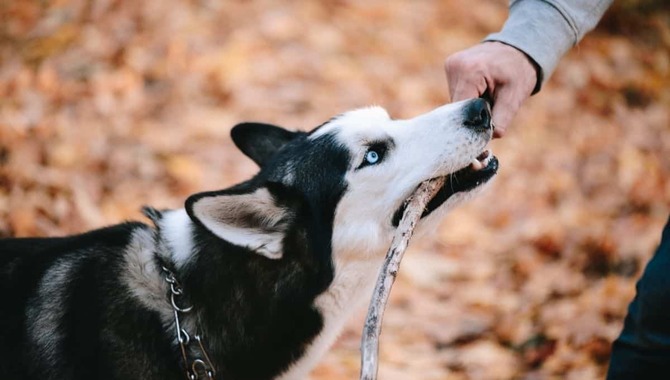 What Are The Important Steps To Take To Prevent Your Husky From Biting