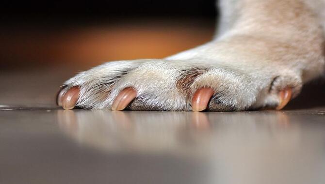 What Are The Most Common Husky Paw Problems
