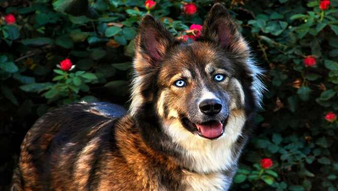 What Can I Expect From A German Shepherd Husky Mix