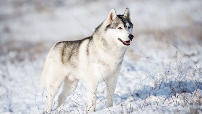 What Degree Can Siberian Husky Tolerate