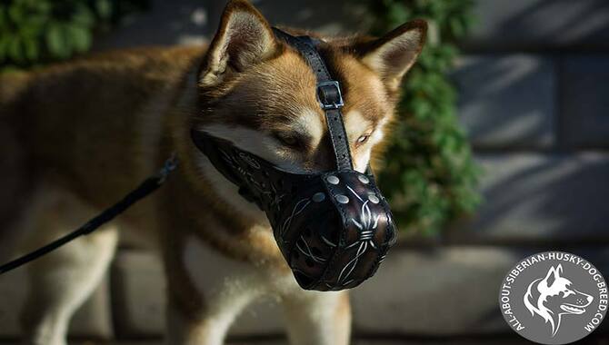 What If You Can't Find A Muzzle That Fits Your Husky