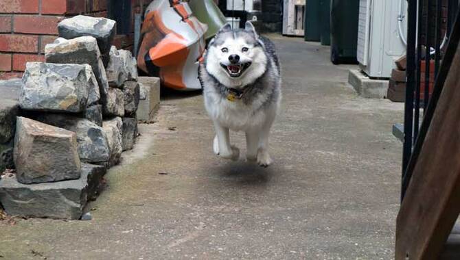 What If Your Husky Doesn't Listen To Punishment