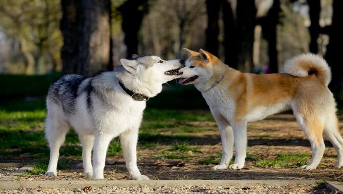 What Is A Husky Akita Mix