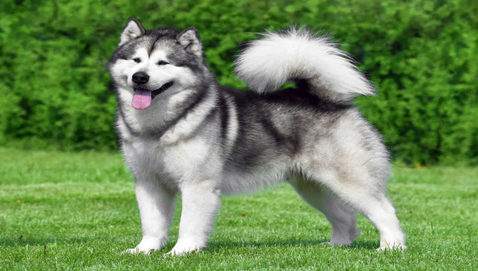 What Is An Alaskan Malamute