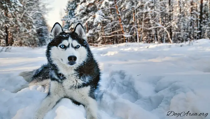 What Kind Of Winter Protection Do Huskies Need?