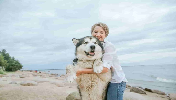 What Makes Huskies Attached To Their Owners