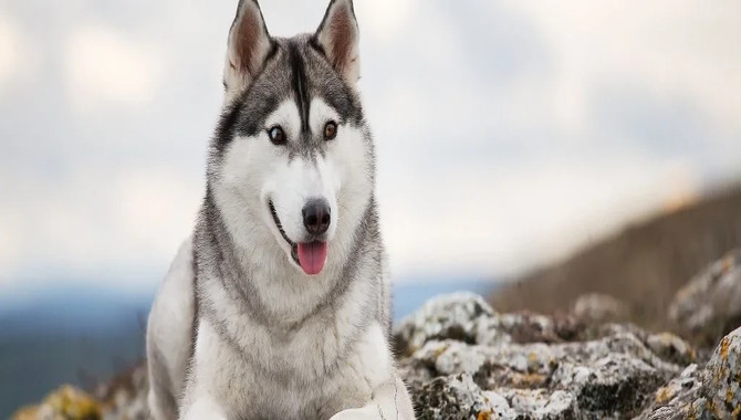 What Makes Orijen Suitable For Huskies