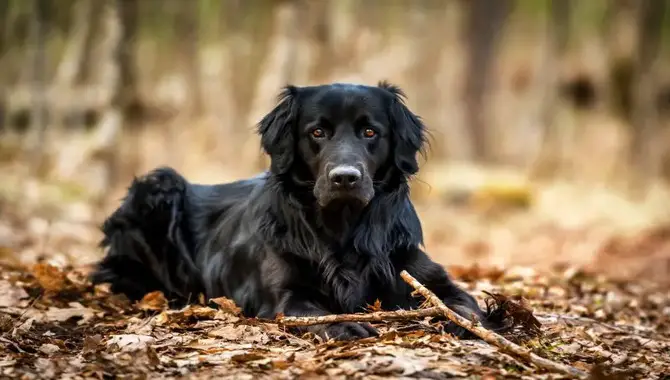 What Other Breeds Look Like Black Golden Retrievers?