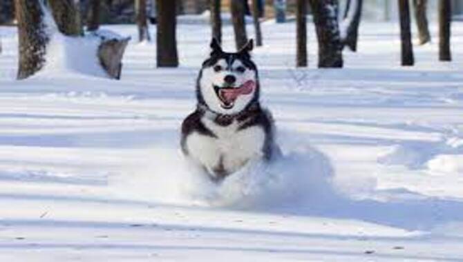 What Temperatures Do Huskies Prefer