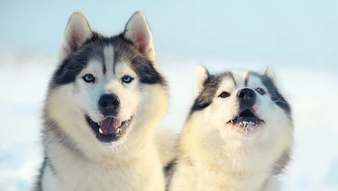 What To Consider Before Getting Two Male Huskies