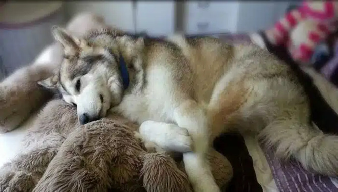 What To Do If Your Husky Gets Sick