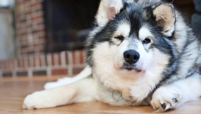 What To Do If Your Husky Is Panting
