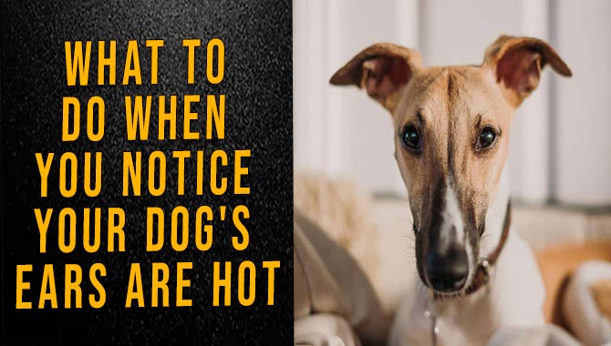 What To Do When You Notice Your Dog's Ears Are Hot