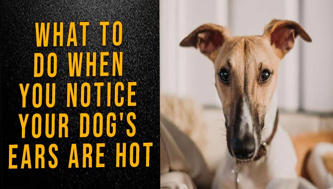 what-to-do-when-your-dog-s-ears-are-hot-amazing-guideline