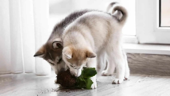 What To Do When Your Husky Chews Something He Shouldn't