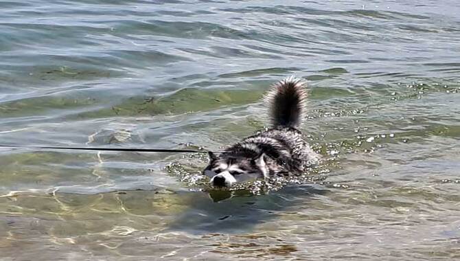 What To Keep In Mind When Swimming With A Husky