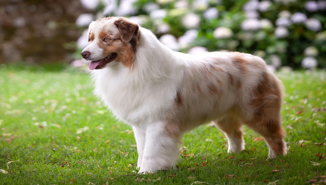 What is the Australian Shepherd?