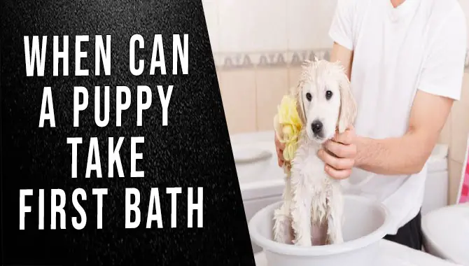 When Can A Puppy Take First Bath