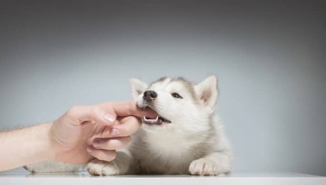 When Do Huskies Bite Their Owners