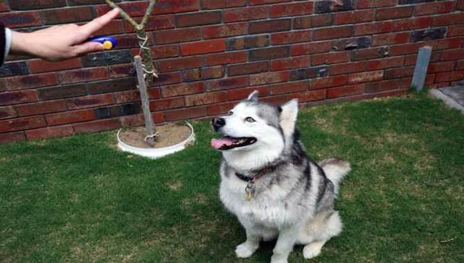 When Do Huskies Calm Down- 10 Ways To Calm Down A Husky