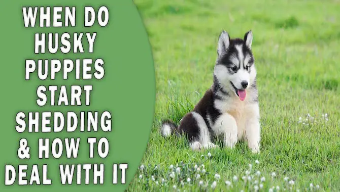 When Do Husky Puppies Start Shedding