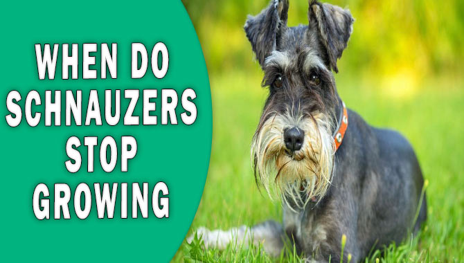 When Do Schnauzers Stop Growing