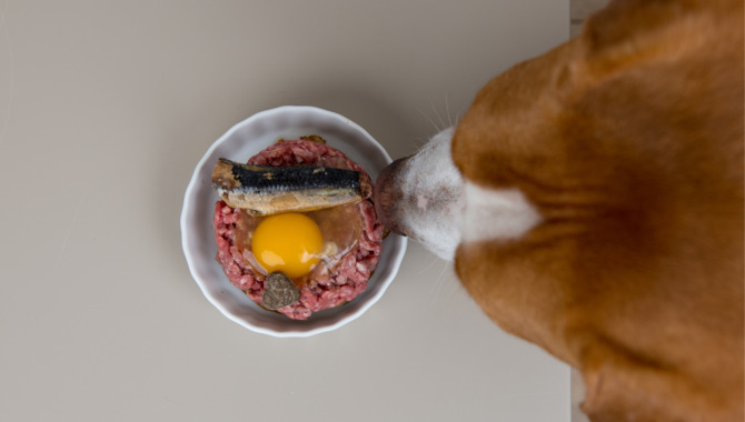 When Not To Feed Your Dog Eggs