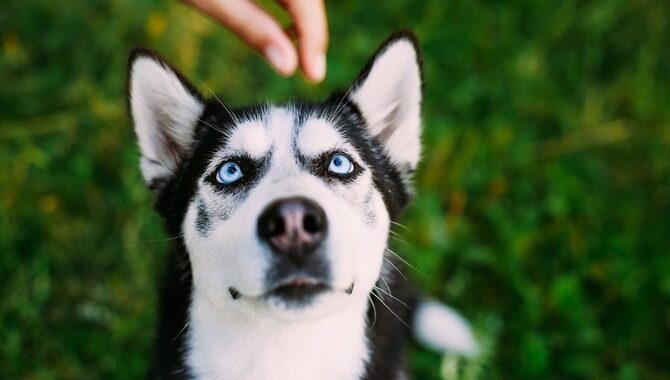 When Should You Give Your Husky Its Supplements?