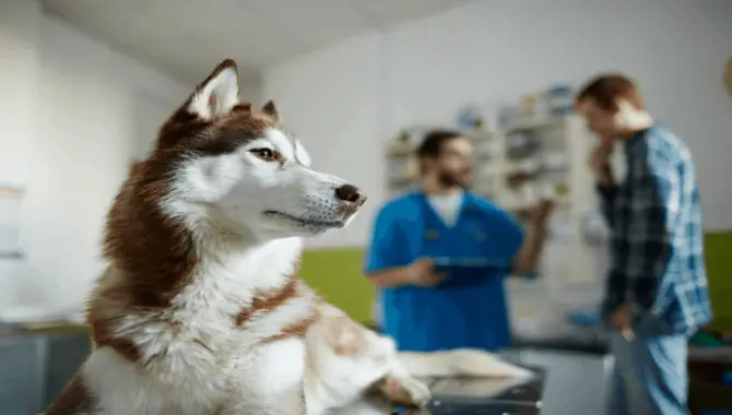 Whether Is Pet Insurance Necessary For Huskies