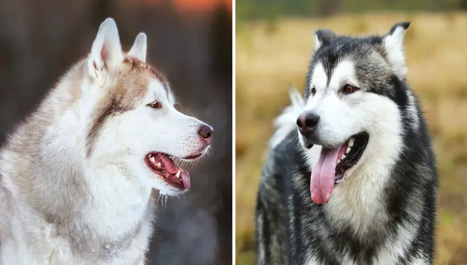 Which Breed Is Right For You
