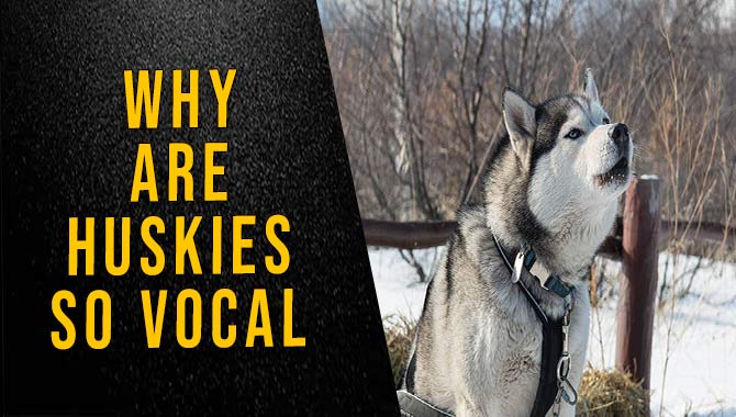 Why Are Huskies So Vocal