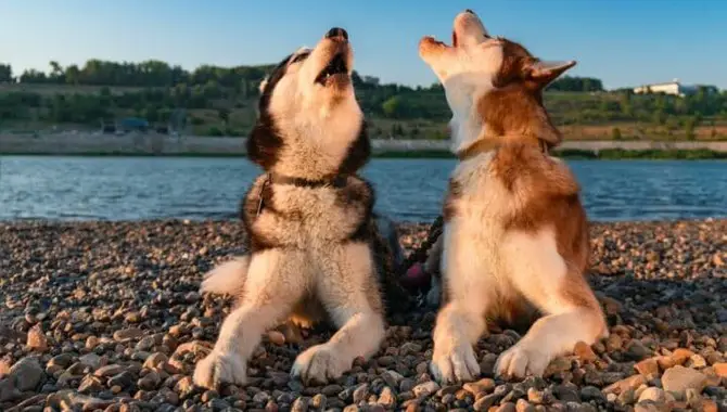 Why Are Huskies So Vocal