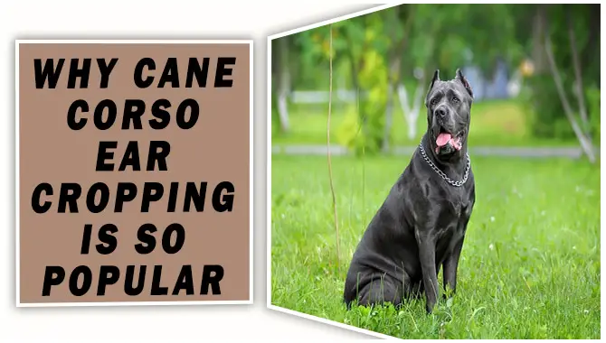 Why Cane Corso Ear Cropping Is So Popular