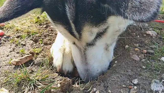 Why Do Huskies Dig Holes So Much 4 Ways To Stop It