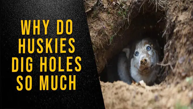 Why Do Huskies Dig Holes So Much