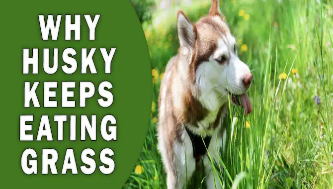 Why Do Huskies Eat Grass